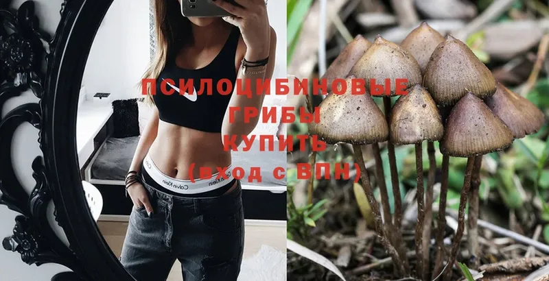 купить наркотики сайты  Балей  Псилоцибиновые грибы Magic Shrooms 